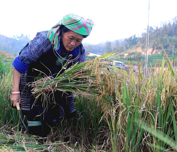  A local woman harvesting rice