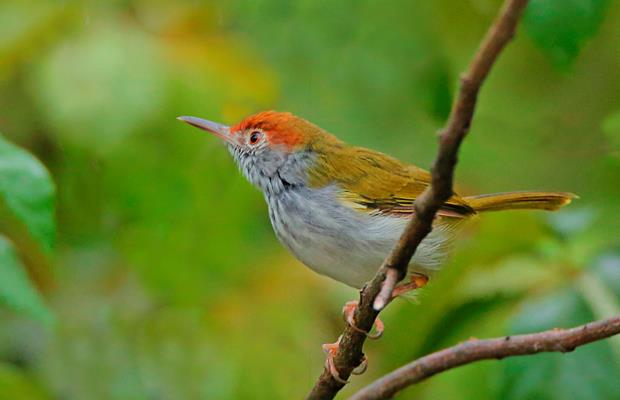 An ashy tailorbird