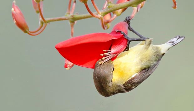  A Mrs Gould's sunbird