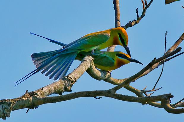  European bee-eaters