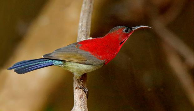   A crimson sunbird