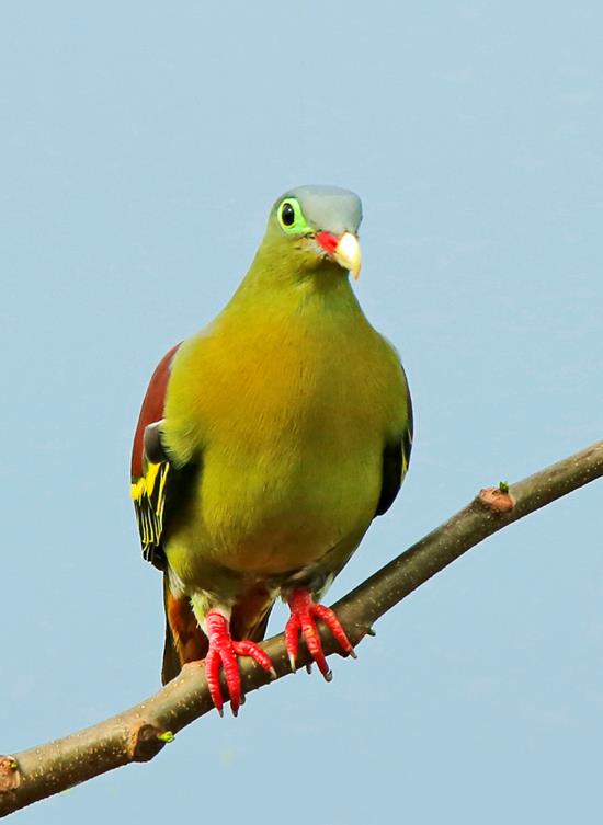   A pompadour green pigeon