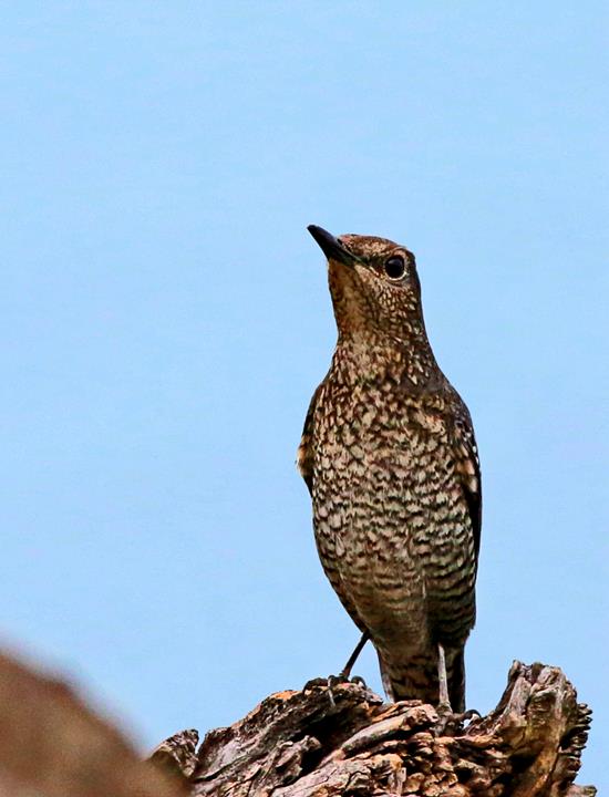  A blue rock thrush