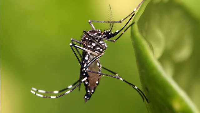 Zika virus is spread mostly by Aedes mosquito (Photo: Internet)