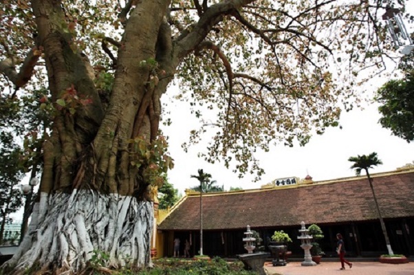 A Bodhi tree at Tran Quoc Pagoda. Photo by VnExpress/Ha Thanh