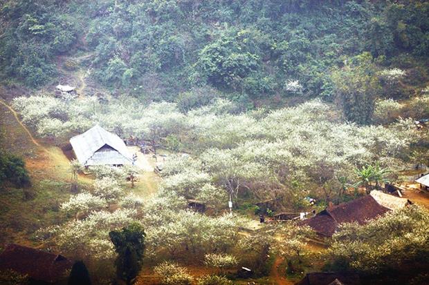  White plum flowers at a mountain foot.