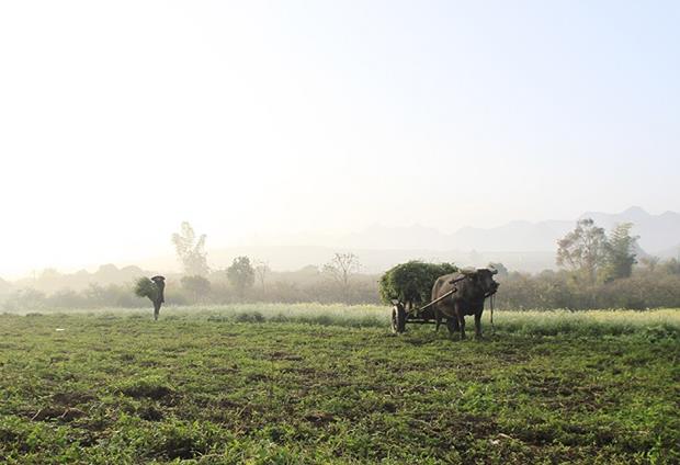 A mustard garden along a highway. Locals plant a lot of mustards mostly to feed their cattle.