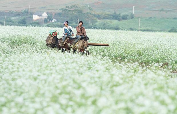 Young men ride horses along mustard gardens in a village of the Thai ethnic group.