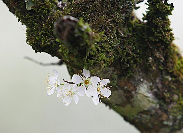 A mossy branch dotted with white blossoms.