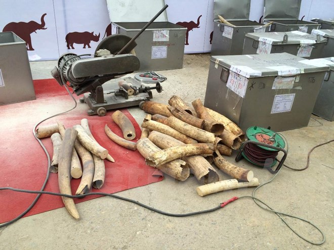 Tiêu hủy hơn 2.000kg ngà voi tại huyện Sóc Sơn, thành phố Hà Nội. (Ảnh: Thanh Tâm/Vietnam+)