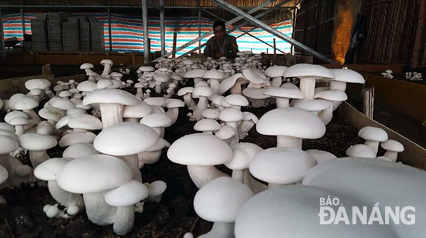 Tran Cong Danh and his ‘huge’ milky mushrooms