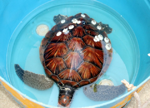 The hawksbill sea turtle rescued from a fishing net in central Vietnam. Photo by VnExpress/Son Thuy 