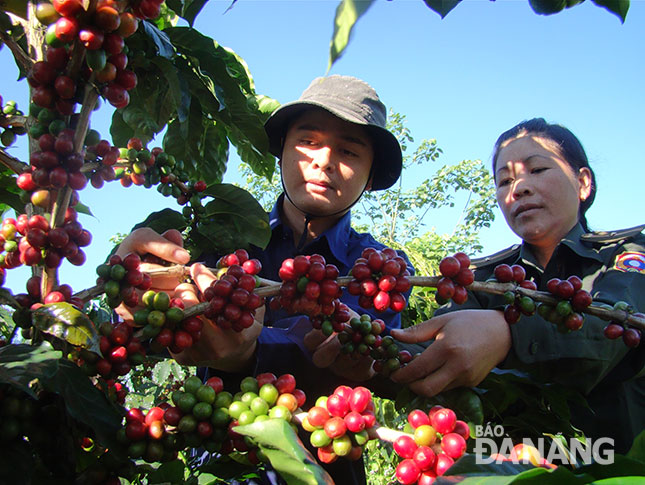 Công nhân kỹ thuật Công ty 206 hướng dẫn quân nhân Sư đoàn 5, QĐND Lào thu hoạch cà-phê. Ảnh: H.V