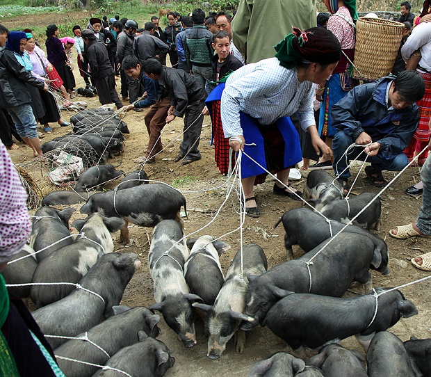  Ethnic minority residents selling pigs