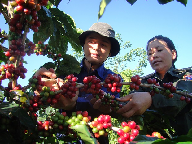 A 206 Company employee teaching a Political Division No 5 officer how to harvest coffee