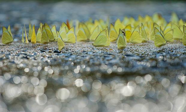   … and ‘Buom Vang’ (Yellow Bufferlies) by Trinh Thu Nguyet.