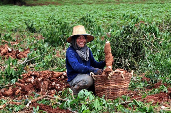 Harvesting cassava in Thailand- Illustrative photo (Photo: cgiar.org)