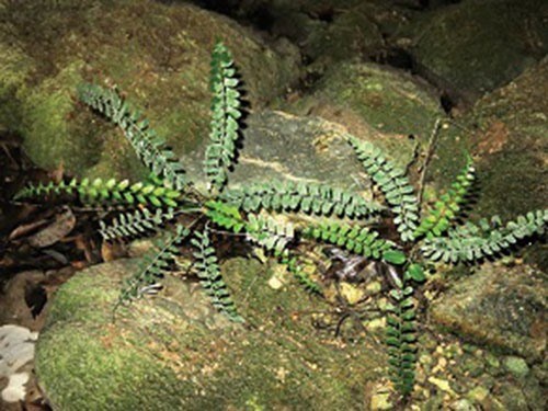 The new fern species Polystichum quangbinhense is found in the Quang Binh karst cave (Photo courtesy of Phong Nha-Ke Bang National Park)