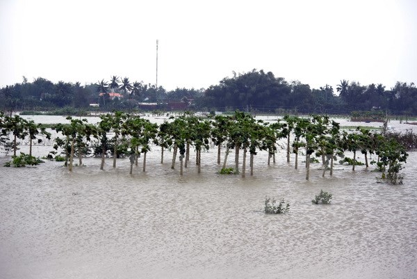Vùng rau sạch hàng chục ha ở xã Nghĩa Dũng, thành phố Quảng Ngãi bị ngập. (Ảnh: Nguyễn Đăng Lâm/TTXVN)