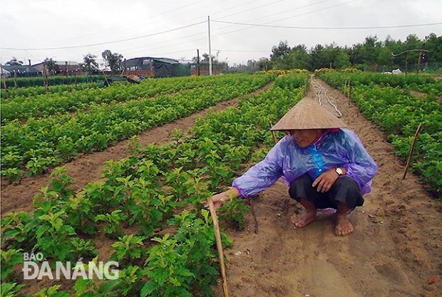  A local vegetable farmer in Hoa Vang District