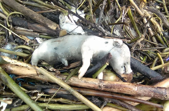 Bên cạnh rác, có nhiều xác xúc vật chết bị tấp vào bờ đang thối rửa, bốc mùi hôi thối