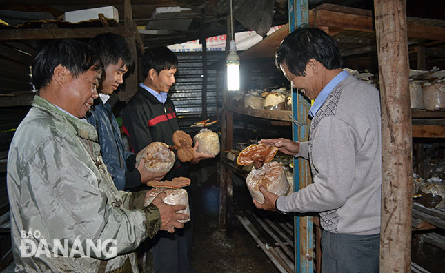 Sản xuất nấm linh chi ở Thanh Khê khá phát triển.