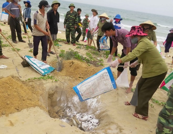 Ngư dân Quảng Bình chôn lấp cá chết bị dạt vào bờ. (Ảnh: Võ Dung/TTXVN)