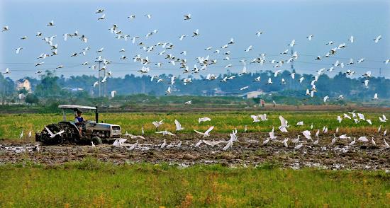 ‘Tren Dong Ruong’ (In a Rice Field) by Ngo Van Duc