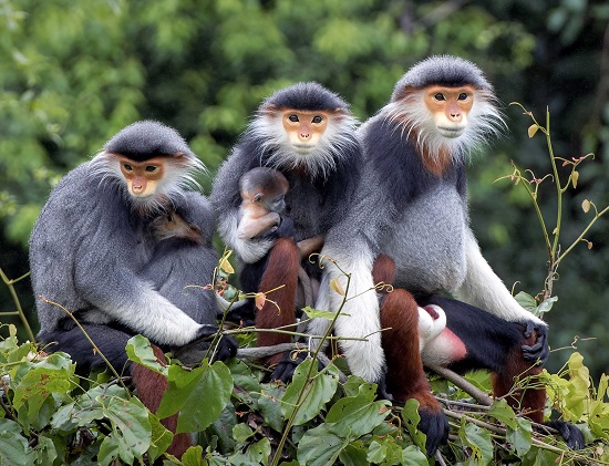 Red-shanked douc langurs