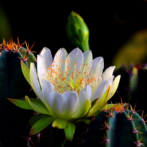  ‘Xuong Rong Khoe Sac’ (A Colourful Cactus Flower)