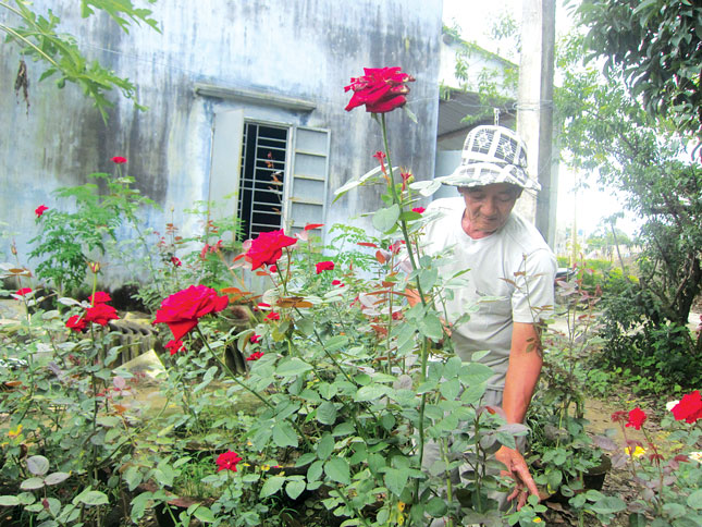 Với hơn 1ha đất trồng hoa, mỗi mùa Tết, ông Tường Thế Hợi cung cấp ra thị trường hàng nghìn chậu hoa cúc, thược dược, hồng.