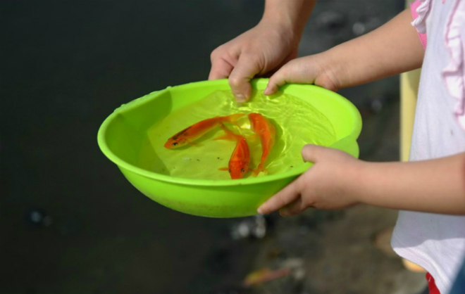 A little girl is about to pour three carps from a bowl into a lake. Photo by AFP