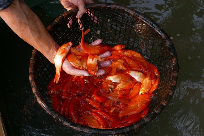 Red carp raised at a village in the northern province of Phu Tho to serve the Kitchen Gods' heavenly journey. Photos by VnExpress