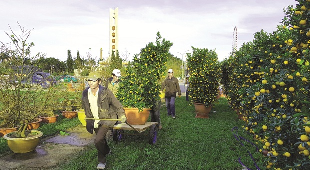   Numerous pots of yellow apricot blossoms and kumquats are offered on sale