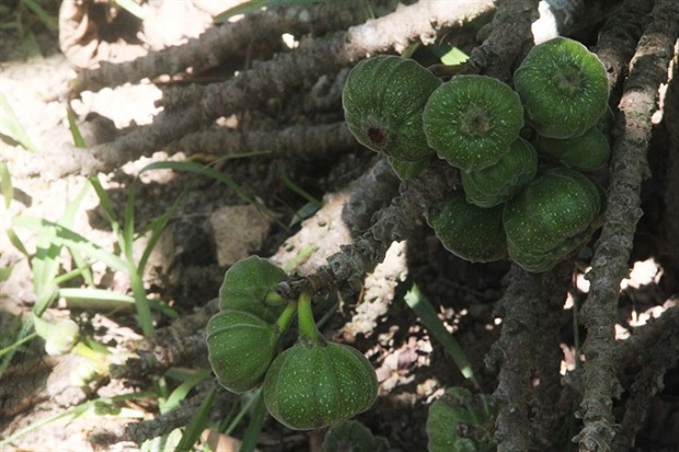 This variety of fig is believed to grow better in the central province of Thua-Thien Hue, and is an ingredient in several typical Huế dishes. — VNS Photo Phước Bửu