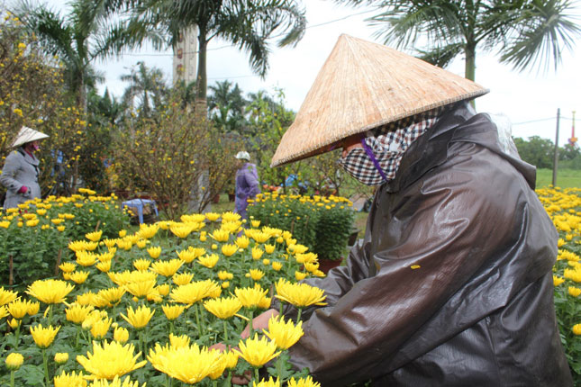 Hàng cúc của một nông dân Hội An cũng “cùng chung số phận”. Người phụ nữ này cho biết năm nay, vì thời tiết xấu nên lượng hoa mang ra chợ ít hơn. Vậy mà ngoại trừ ngày 26 tháng Chạp bán được chục cặp cúc, những ngày còn lại số chậu bán ra chỉ đếm trên một bàn tay. “Riêng hôm ni là chưa bán được một bông mô hết,” chị nói.