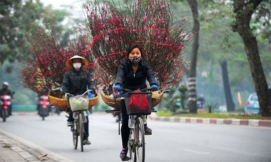 Peach blossoms for sale on the street of Hanoi. Photo by Vietnam News Agency 