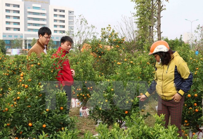 Người dân mua quất tại chợ hoa. (Ảnh: Diệp Trương/TTXVN)