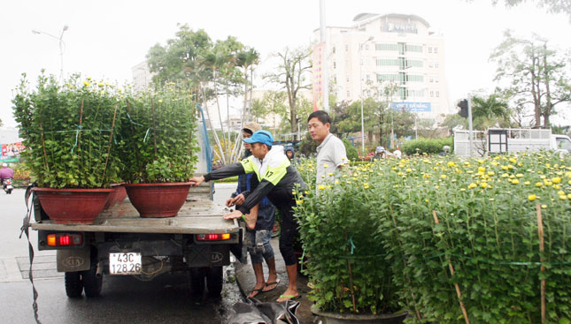 Người của chủ vườn bốc hoa cúc xuống xe tại chợ hoa Xuân