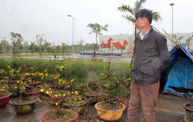 Mr Nguyen Chi Mien from Gia Lai Province said that he has only sold one of his 300 pots of yellow apricot blossom since Monday