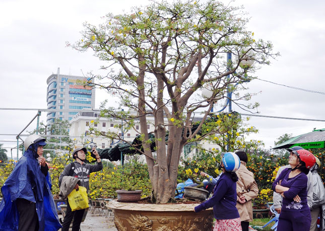 The over 100-year-old yellow apricot tree