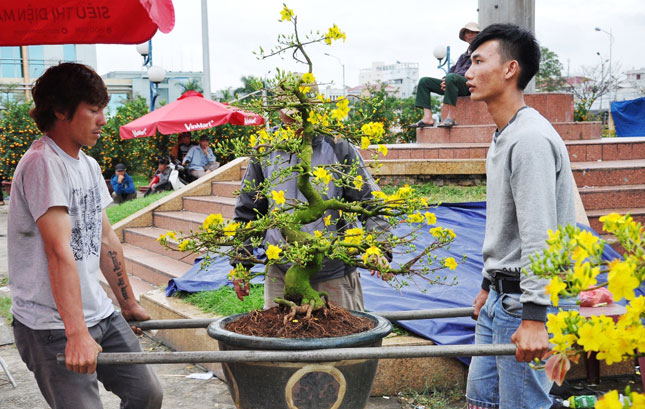 A yellow apricot blossom is being sold at 6 million VND