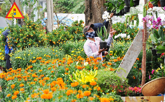 Colourful flowers