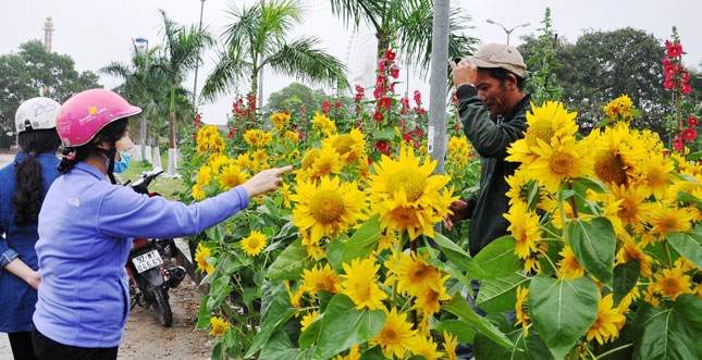 A pair of sunflowers are being sold at prices ranging between 500,000 VND and 600,000 VND