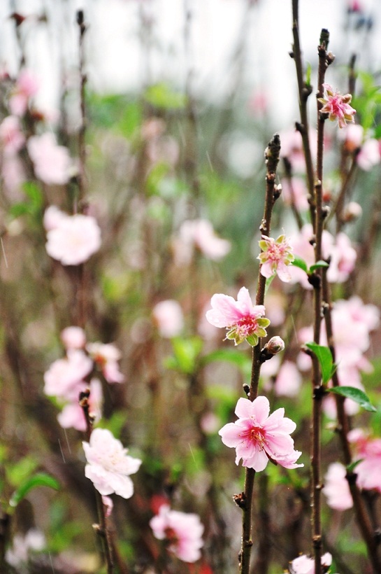 Colourful peach blossoms