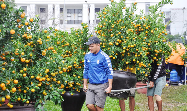 Kumquat trees on sale at the flower market