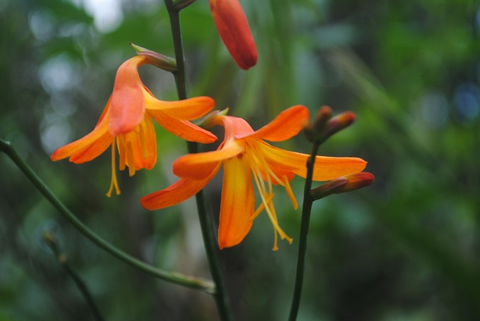 Nature reserve: Flower on Bà Nà Mountain. VNS Photo Công Thành Read more at http://vietnamnews.vn/life-style/350263/da-nang-hills-alive-with-tet-carnival.html#tIdOrFqDFqSDF86Y.99