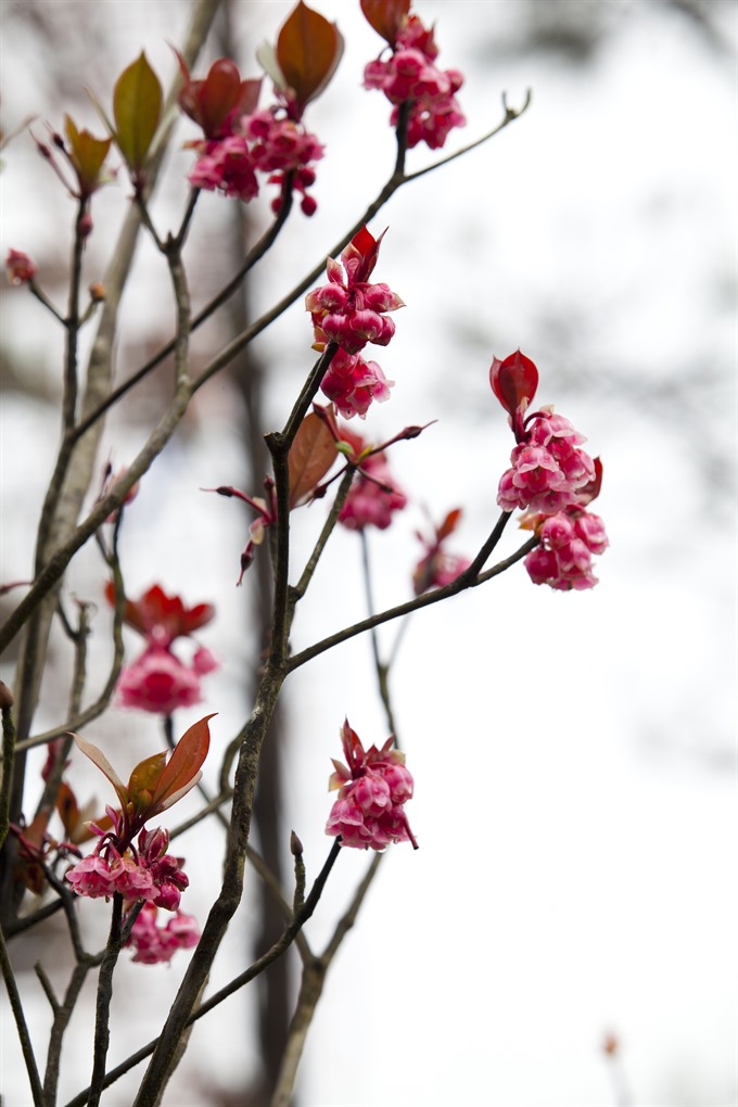 Colours galore: Bell-shaped peach blossoms on the mountain during Tet. VNS Photo 