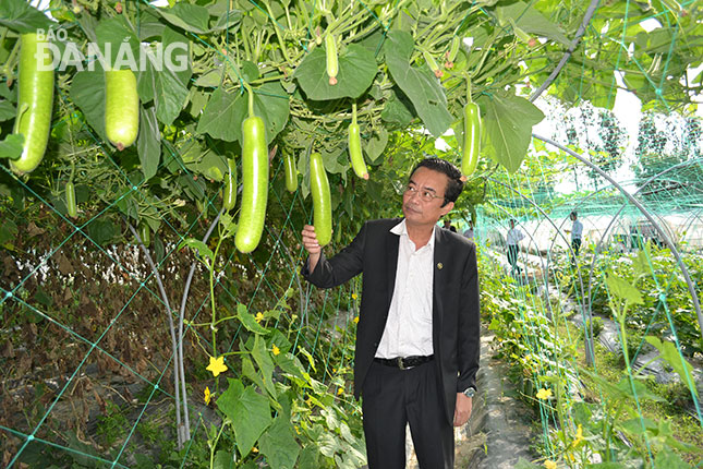Phó Chủ tịch Thường trực UBND huyện Hòa Vang Đặng Phú Hành kiểm tra vùng sản xuất rau an toàn tại xã Hòa Khương, huyện Hòa Vang. 