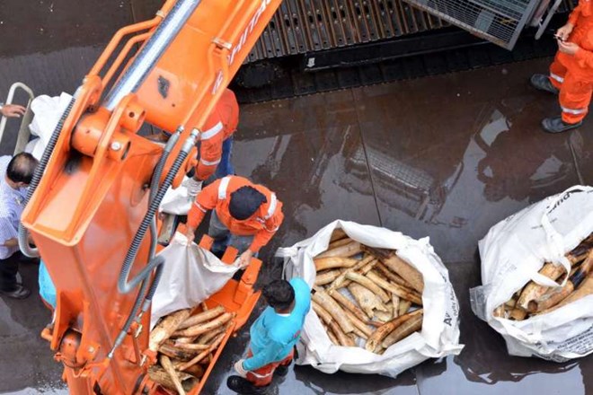 Seized ivory were crushed and burnt in 2016 (Photo: The Straits Times)